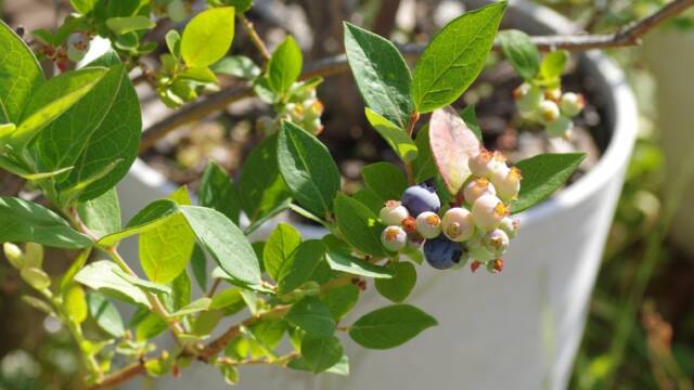 ブルーベリー　鉢植え